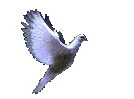 a realistic white pigeon flapping its wings