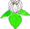 a lotus opening and closing